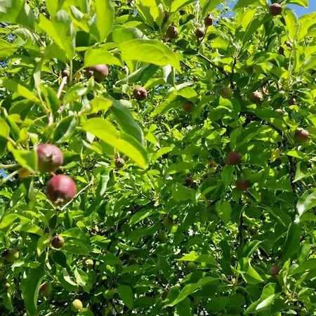 In Ot Wilden Neu Erstellt & Hochwertig * ヴィルンスドルフ