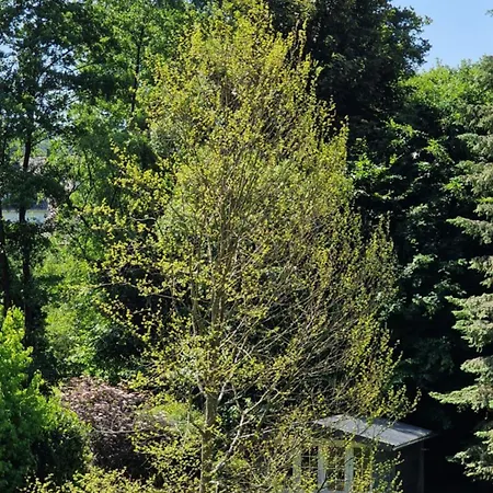 In Ot Wilden Neu Erstellt & Hochwertig